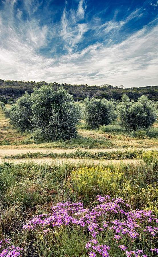 Oudewerfskloof Olive Farm Villa Stilbaai Buitenkant foto