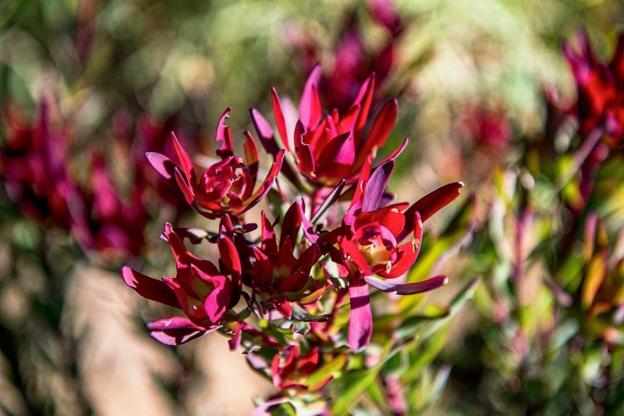 Oudewerfskloof Olive Farm Villa Stilbaai Buitenkant foto